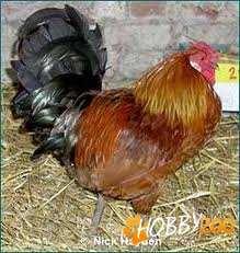 Starozagorska red chicken