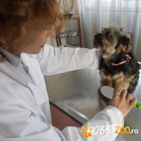 Curs Hair Styling Canin