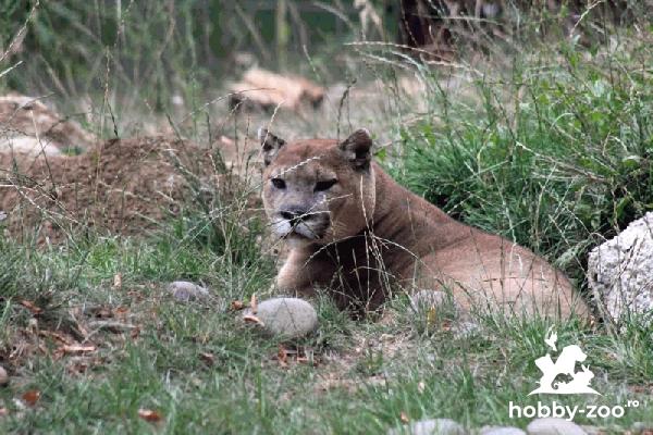 Grădina Zoologică Târgu Mureș