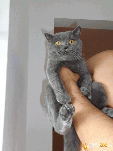 Caut o pisicuta british shorthair