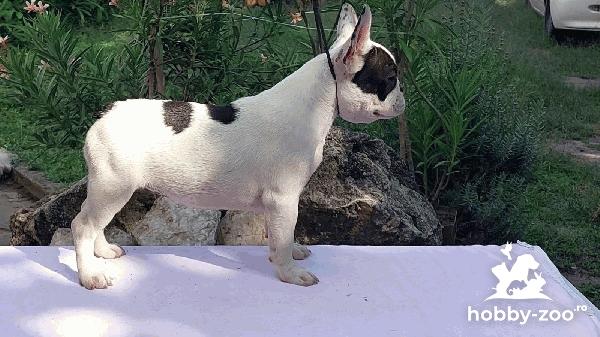 Buldog Francez catelusi de vanzare