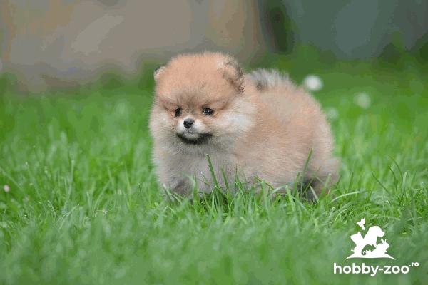 Pomeranian Spitz cățeluși frumoși