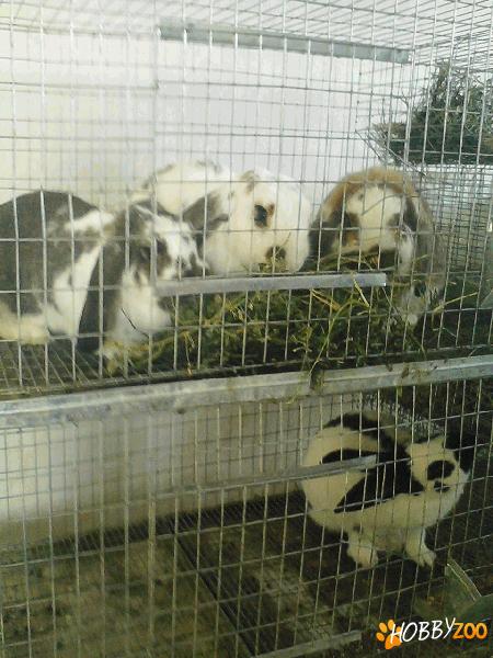 vand iepuri neozelandezi albi si rosii.