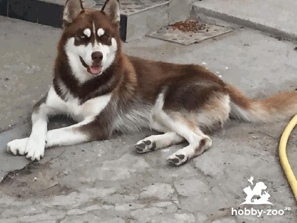 Husky  (mascul) doresc împerechere
