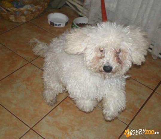 caniche, fetita, are 8luni