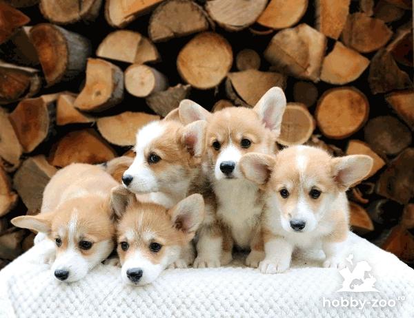 Welsh Corgi catelusi de vanzare