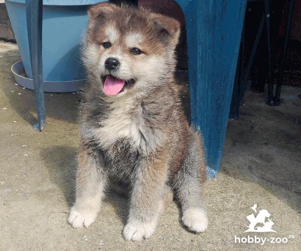 Akita Inu japonez-femela 