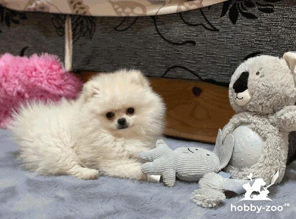 Pomeranian MINI catelus