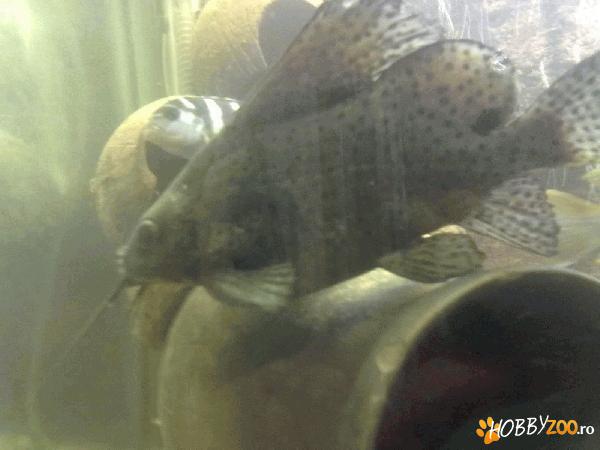 Vand Synodontis Eupterus