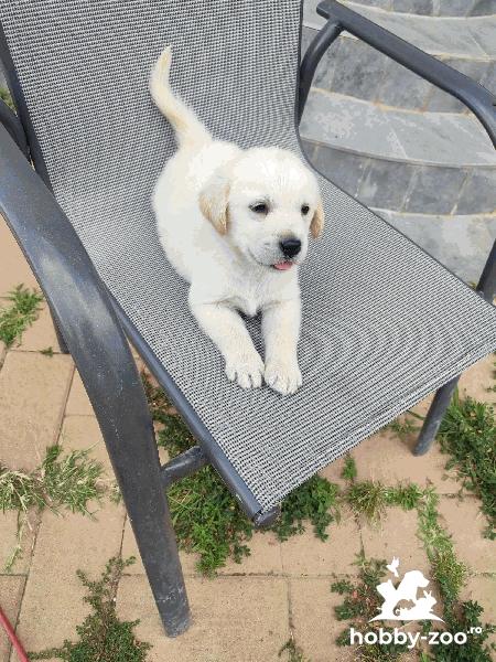 Pui Labrador Retriever 