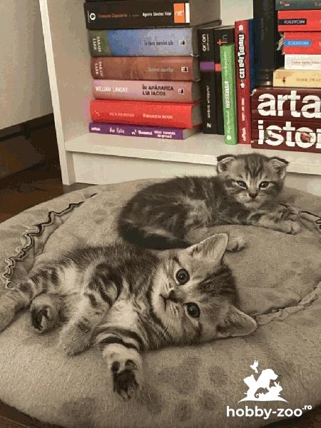 Pui British Shorthair isi cauta stapani iubitori