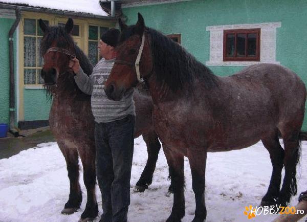 VIND DOUA IEPE GESTANTE