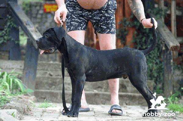 Cane Corso catelus mascul