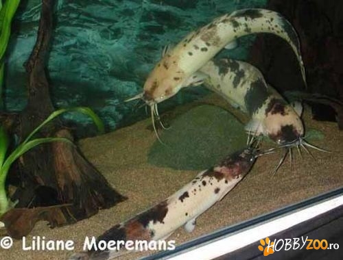 fosillis buni pentru reproducere