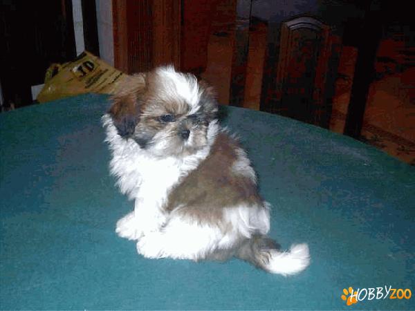 shih tzu superbi oradea