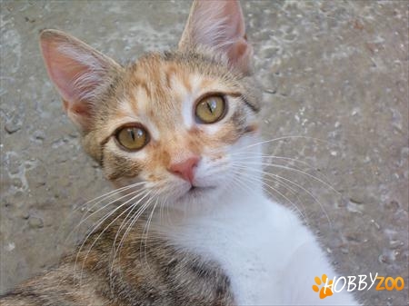 adoptie pisicuta tricolora