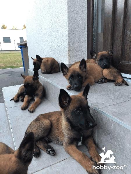 Malinois belgian cățeluși