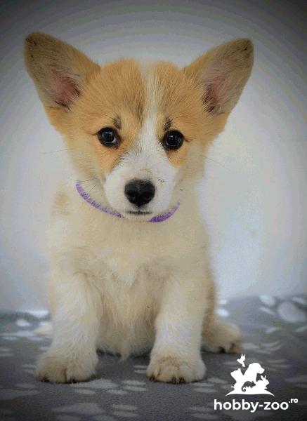 Welsh Corgi Pembroke – Pui frumoși