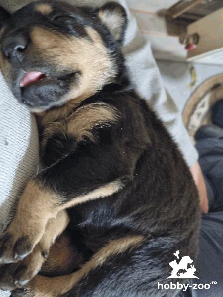 Catelusi rottwiler isi cauta stapan