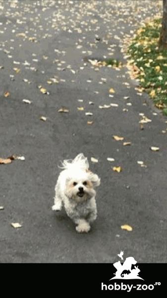 Bichon Maltez Imperechere
