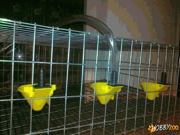 adapatori automate pasari