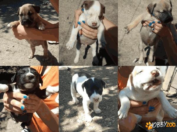vind pui amstaff
