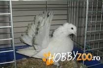 Porumbei de rasa si Turturele 