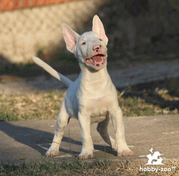 Mini Bull Terrier catelus
