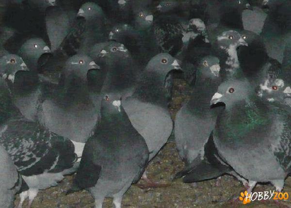 porumbei voiajori ieftini