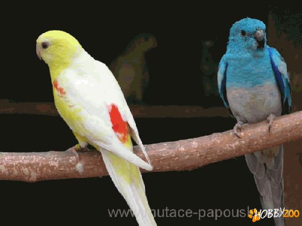 cumpar papagali cantatori agapornis