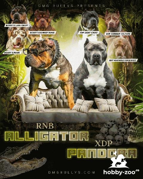 American Bully catelusi de vanzare