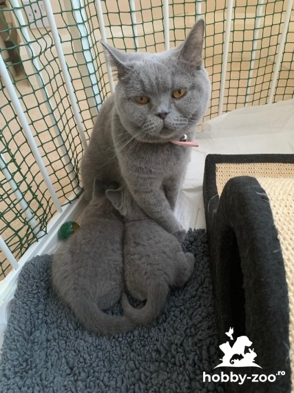 Albastru British Shorthair Kittens