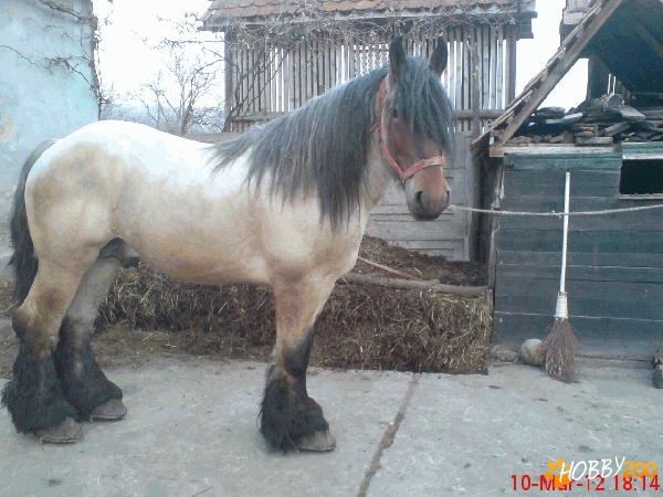 belgian olandez