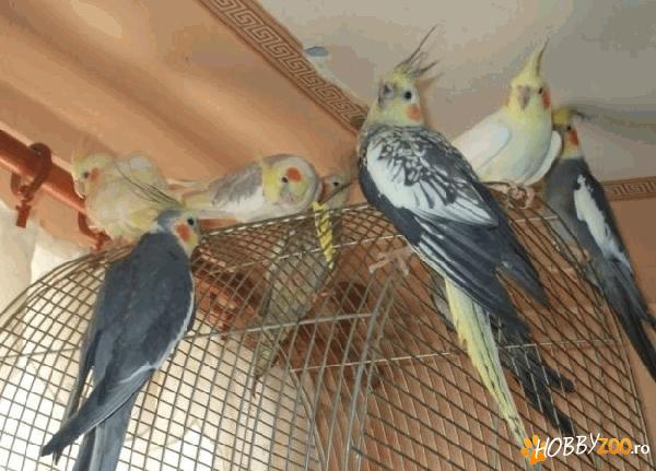 papagali Nimfa tineri si sanatosi