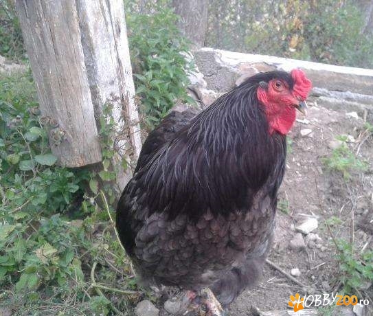 Gaini Brahma Albastru Fagaras