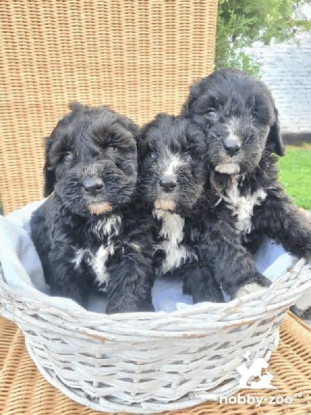 Berndoodle catelusi de vanzare