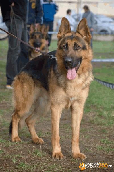 Monta ciobanesc german cu pedigree