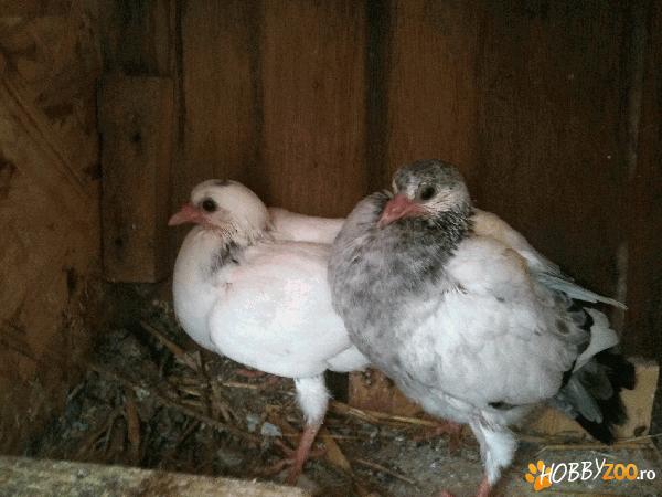 Tippleri de inaltime