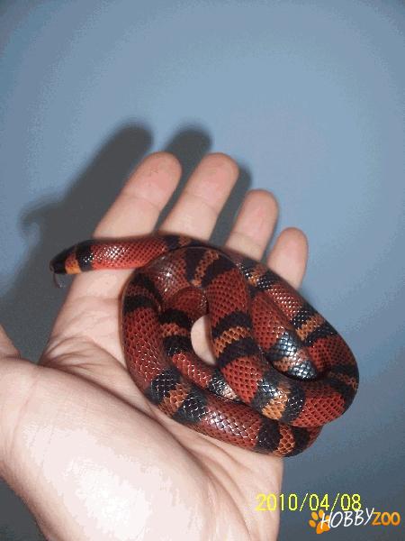 vand reptile,tarantule,hrana si echipamente