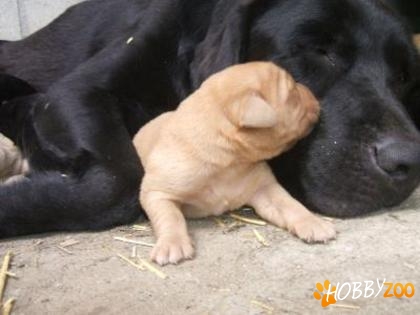 Labeador Retriever pui de vanzare