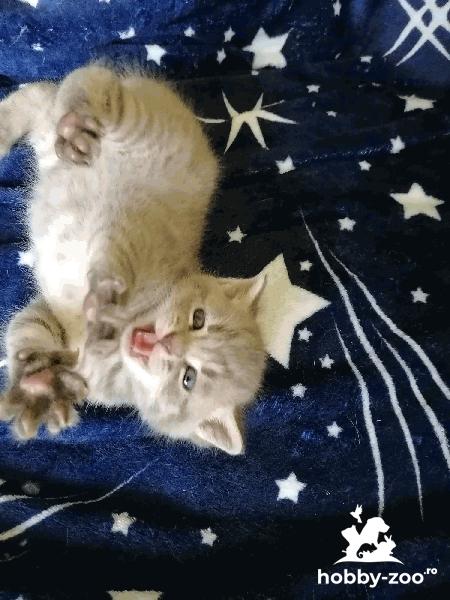 Pui de 2 luni, rasa British Shorthair