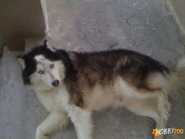 Pierdut malamut de alaska