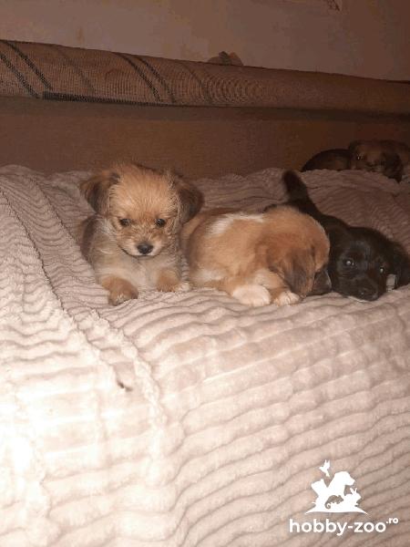 Bichoni Havanezi jucăuși și iubitor