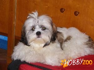 vand pui de bichon havanez,