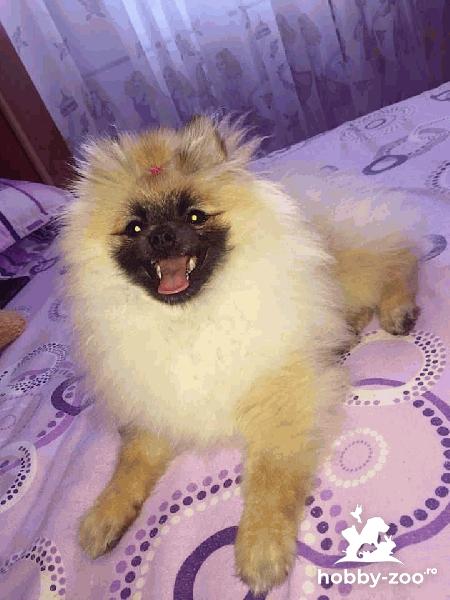 MONTA MASCUL POMERANIAN