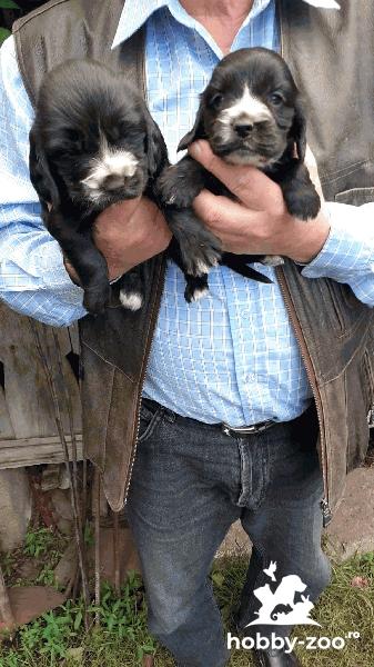 Pui cocker spaniel de vanzare