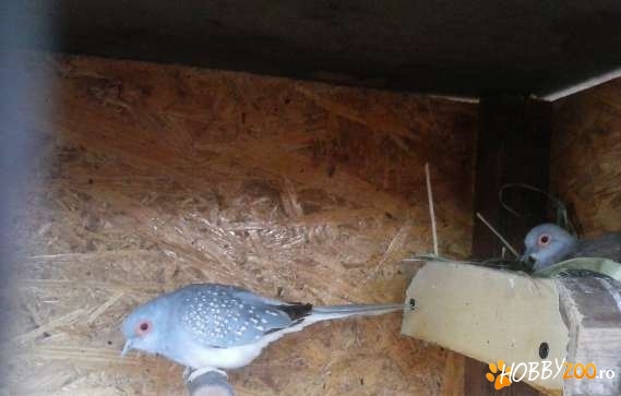 Turturele diamant perechi formate