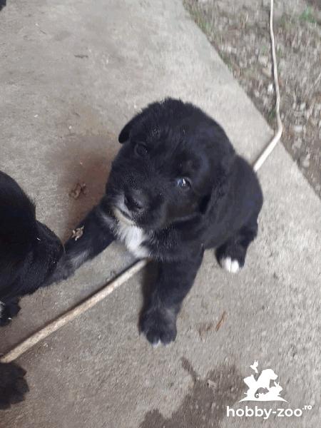 Catelusa pentru adoptie
