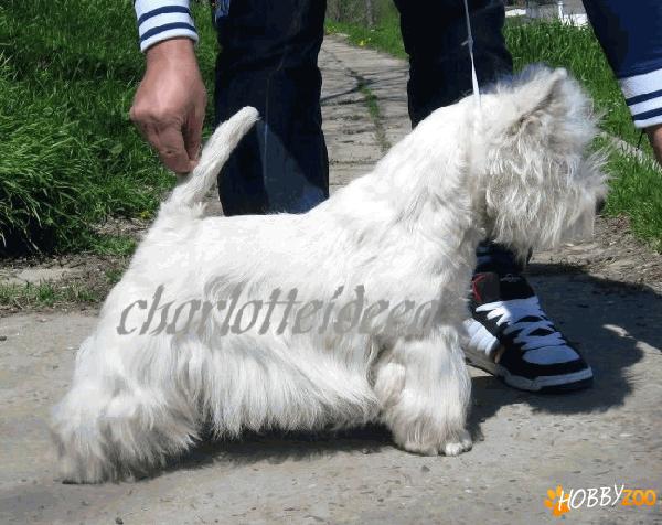 Mascul westie disponibil pentru monta
