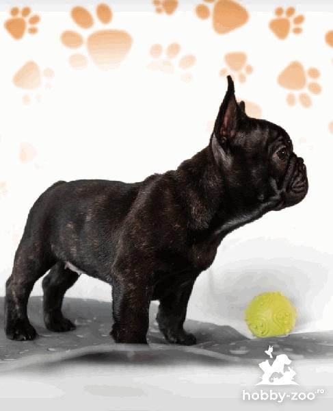 Buldog Francez catelusi de vanzare